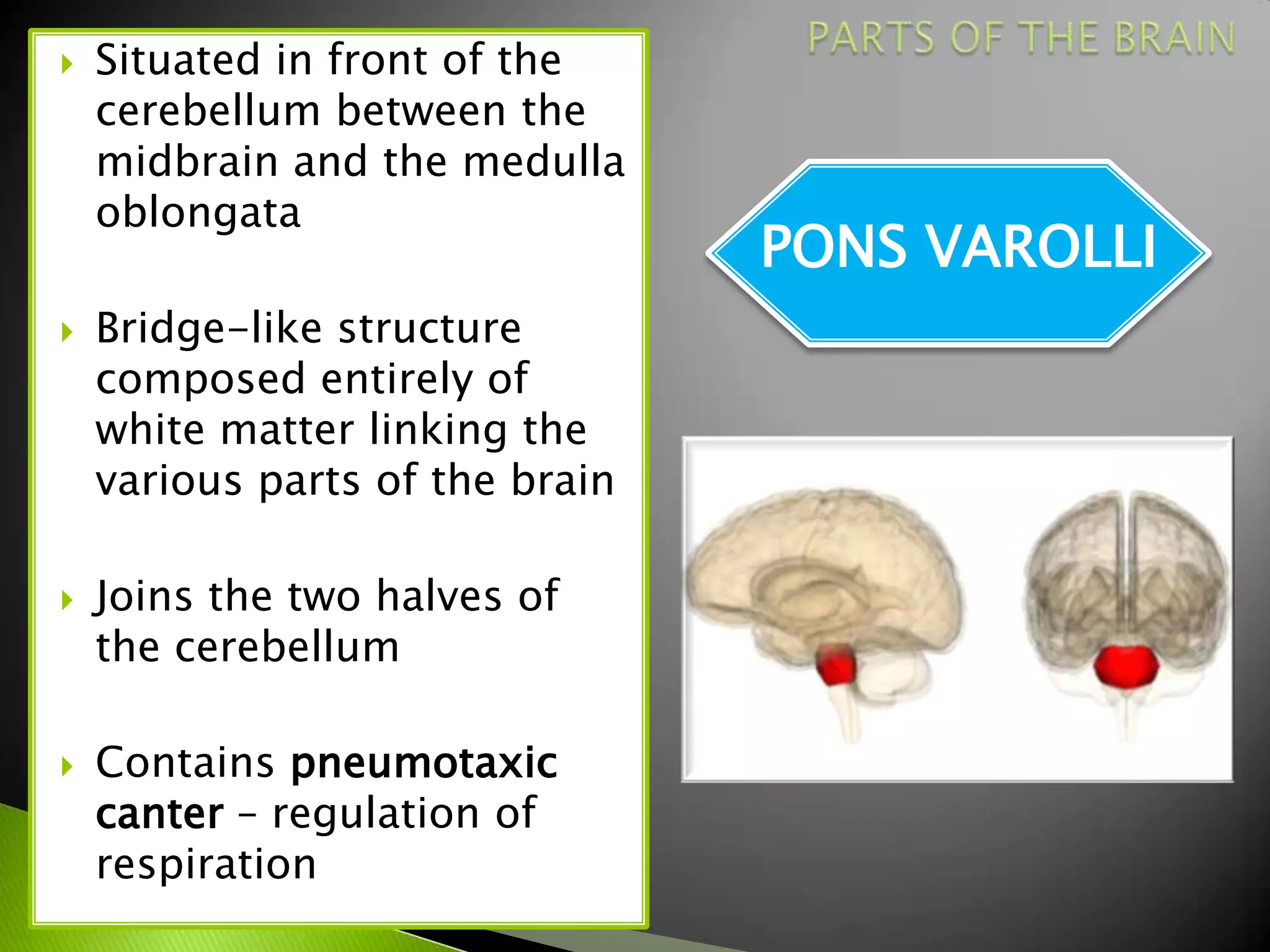    Situated in front of the
    cerebellum between the
    midbrain and the medulla
    oblongata
                                 PONS VAROLLI
   Bridge-like structure
    composed entirely of
    white matter linking the
    various parts of the brain

   Joins the two halves of
    the cerebellum

   Contains pneumotaxic
    canter – regulation of
    respiration
 