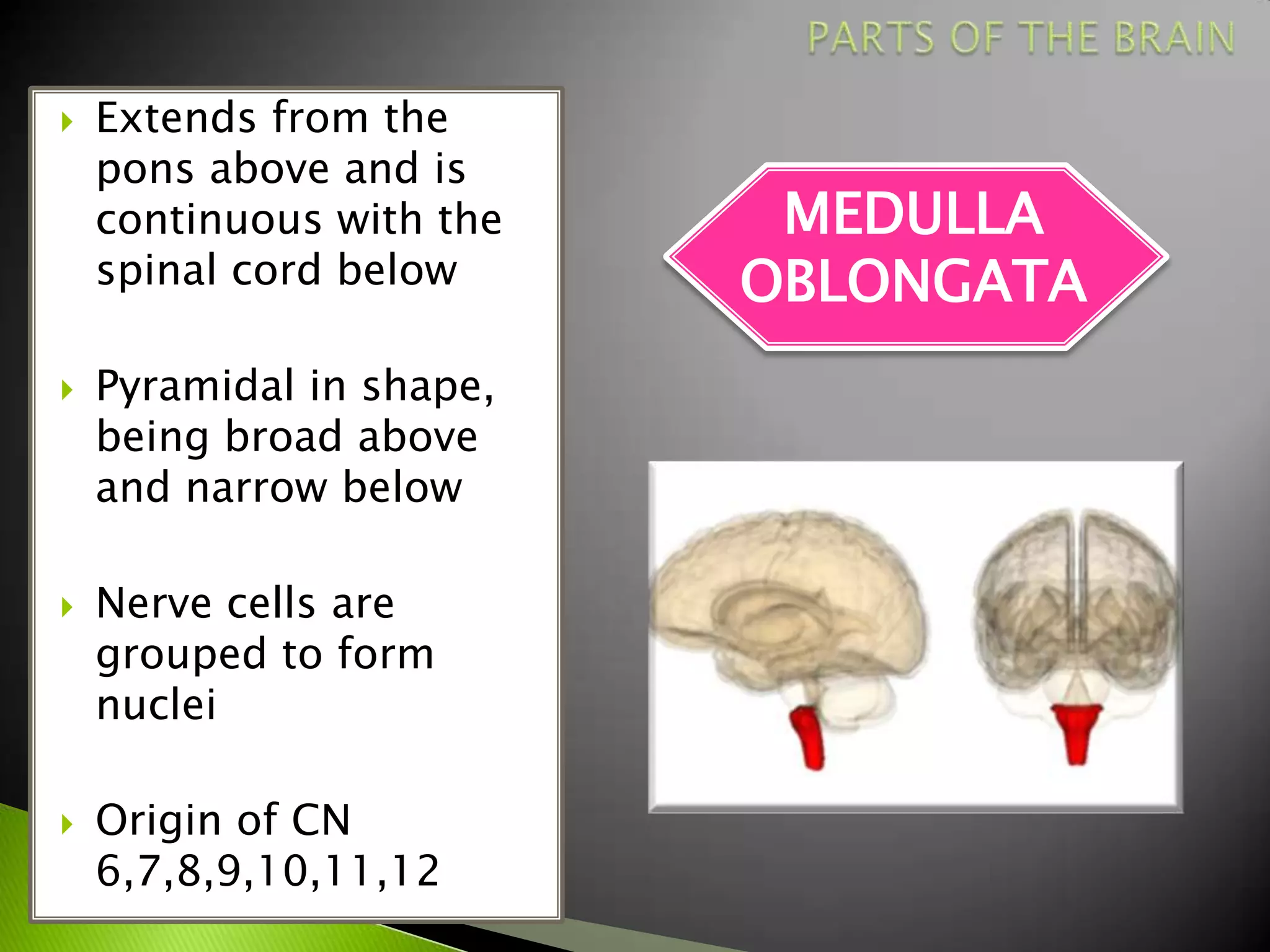    Extends from the
    pons above and is
    continuous with the    MEDULLA
    spinal cord below     OBLONGATA
   Pyramidal in shape,
    being broad above
    and narrow below

   Nerve cells are
    grouped to form
    nuclei

   Origin of CN
    6,7,8,9,10,11,12
 