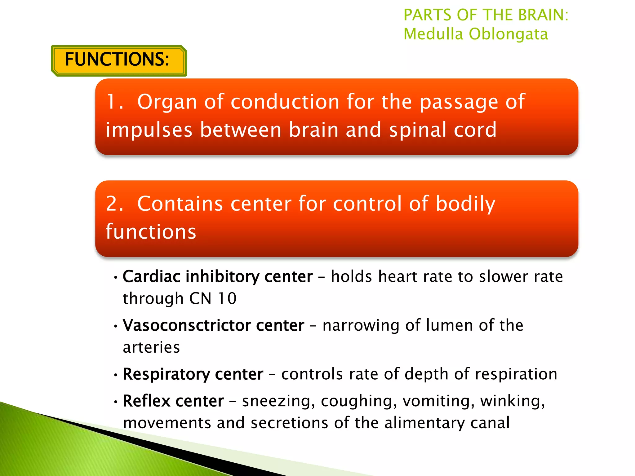 PARTS OF THE BRAIN:
                                           Medulla Oblongata
FUNCTIONS:

   1. Organ of conduction for the passage of
   impulses between brain and spinal cord


   2. Contains center for control of bodily
   functions

    • Cardiac inhibitory center – holds heart rate to slower rate
      through CN 10
    • Vasoconsctrictor center – narrowing of lumen of the
      arteries
    • Respiratory center – controls rate of depth of respiration
    • Reflex center – sneezing, coughing, vomiting, winking,
      movements and secretions of the alimentary canal
 