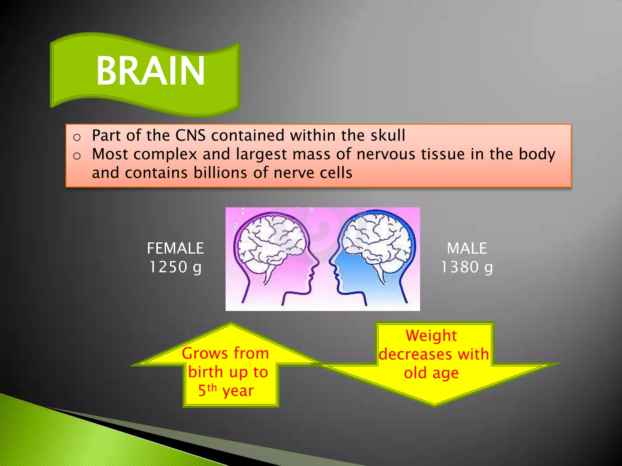    BRAIN
o Part of the CNS contained within the skull
o Most complex and largest mass of nervous tissue in the body
  and contains billions of nerve cells



         FEMALE                                MALE
         1250 g                               1380 g



                                         Weight
             Grows from               decreases with
              birth up to                old age
               5th year
 