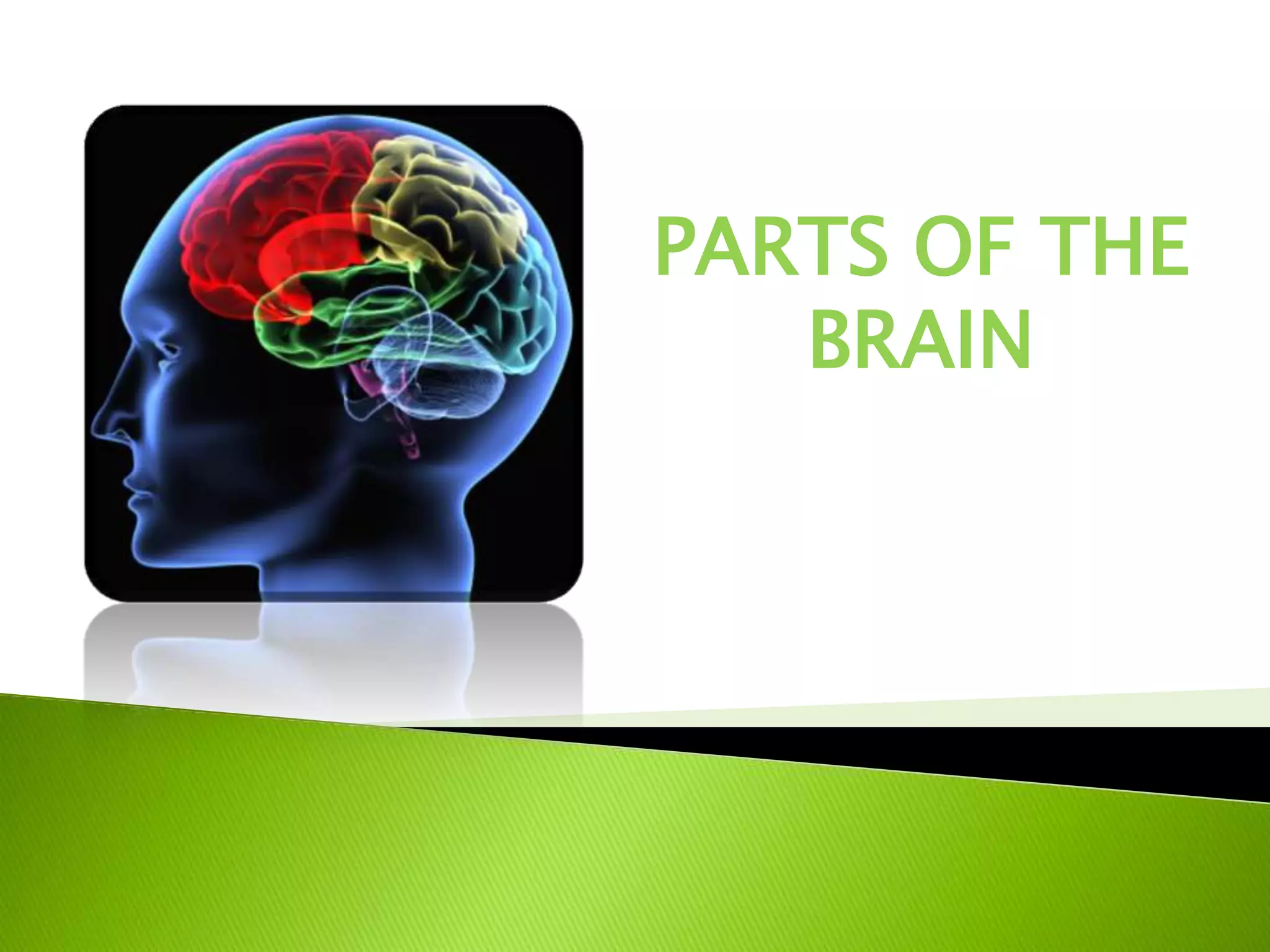 PARTS OF THE
   BRAIN
 