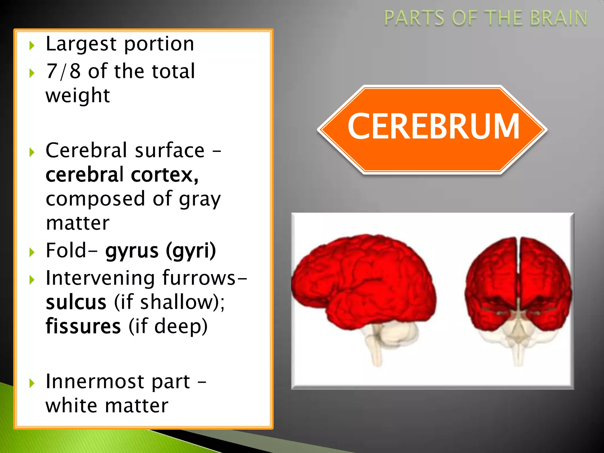   Largest portion
   7/8 of the total
    weight
                           CEREBRUM
   Cerebral surface –
    cerebral cortex,
    composed of gray
    matter
   Fold- gyrus (gyri)
   Intervening furrows-
    sulcus (if shallow);
    fissures (if deep)

   Innermost part –
    white matter
 