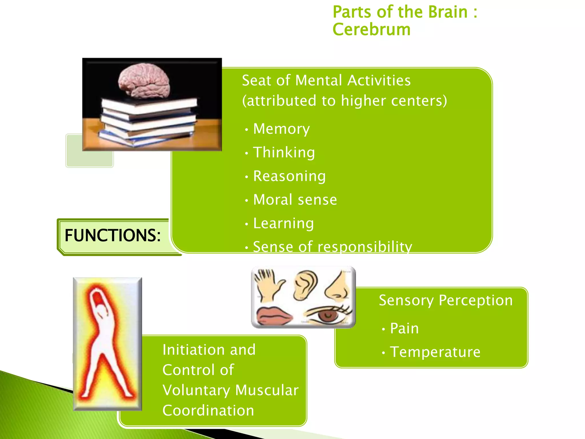 Parts of the Brain :
                                     Cerebrum


                       Seat of Mental Activities
                       (attributed to higher centers)
                       • Memory
                       • Thinking
                       • Reasoning
                       • Moral sense
                       • Learning
FUNCTIONS:
                       • Sense of responsibility


                                           Sensory Perception
                                           • Pain
             Initiation and                • Temperature
             Control of                    • Touch
             Voluntary Muscular
                                           • Special senses
             Coordination
 
