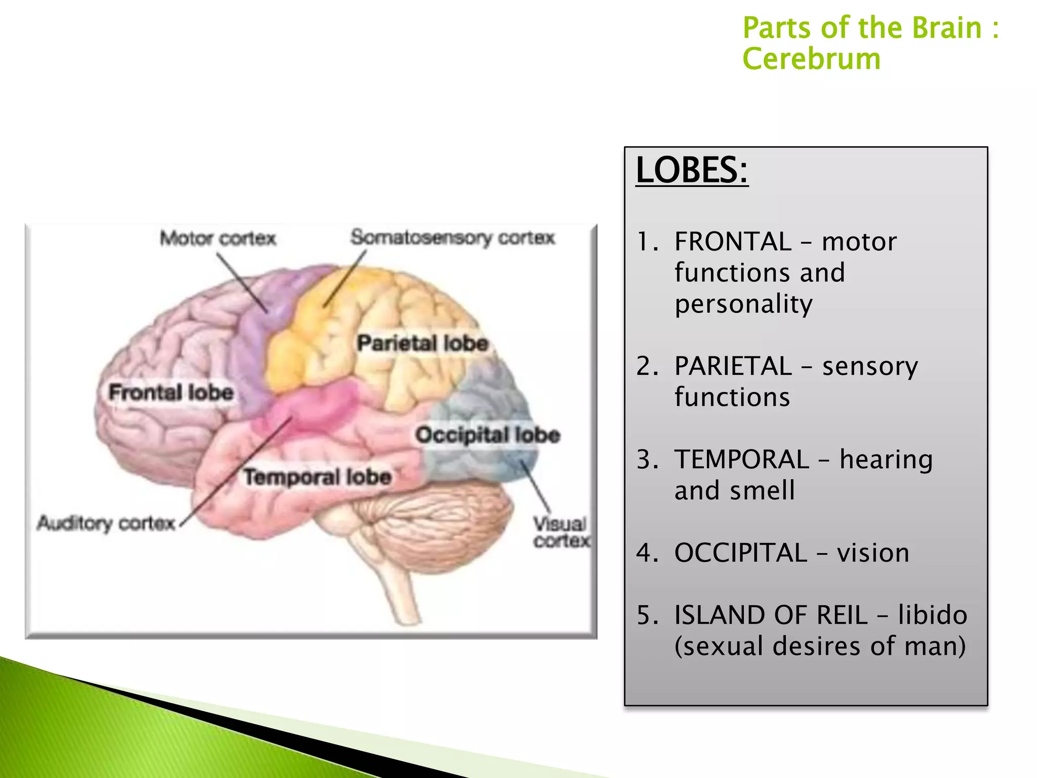Parts of the Brain :
        Cerebrum


LOBES:
1. FRONTAL – motor
   functions and
   personality

2. PARIETAL – sensory
   functions

3. TEMPORAL – hearing
   and smell

4. OCCIPITAL – vision

5. ISLAND OF REIL – libido
   (sexual desires of man)
 