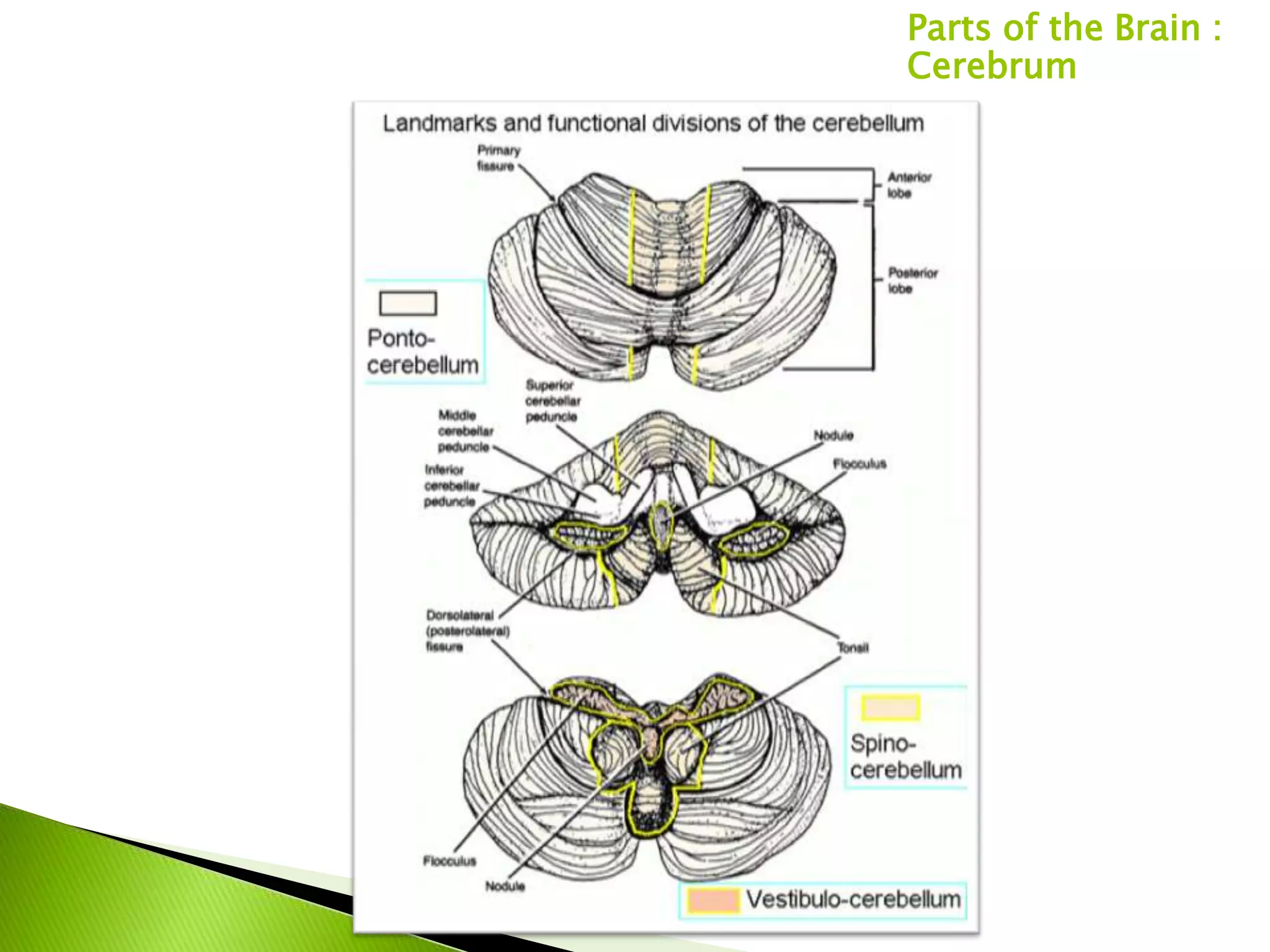 Parts of the Brain :
Cerebrum
 