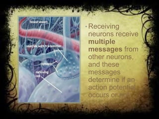 ©John Wiley & Sons, Inc. 2007
Huffman: Psychology in Action (8e)
• Receiving
neurons receive
multiple
messages from
other neurons,
and these
messages
determine if an
action potential
occurs or not.
 