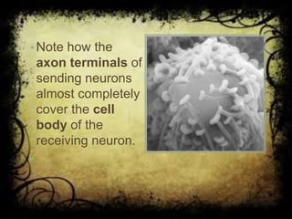 • Note how the
axon terminals of
sending neurons
almost completely
cover the cell
body of the
receiving neuron.
 