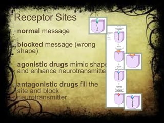 Receptor Sites
• normal message
• blocked message (wrong
shape)
• agonistic drugs mimic shape
and enhance neurotransmitter
• antagonistic drugs fill the
site and block
neurotransmitter
 