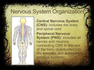 Nervous System Organization
• Central Nervous System
(CNS): includes the brain
and spinal cord
• Peripheral Nervous
System (PNS): includes all
nerves and neurons
connecting CNS to the rest
of the body (subdivided into
the somatic and autonomic
nervous systems)
 