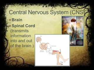 Central Nervous System (CNS)
Brain
Spinal Cord
(transmits
information
into and out
of the brain )
 