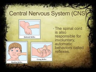 Central Nervous System (CNS)
• The spinal cord
is also
responsible for
involuntary,
automatic
behaviors called
reflexes.
 