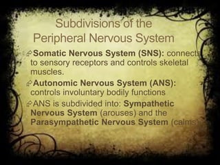 Subdivisions of the
Peripheral Nervous System
Somatic Nervous System (SNS): connects
to sensory receptors and controls skeletal
muscles.
Autonomic Nervous System (ANS):
controls involuntary bodily functions
ANS is subdivided into: Sympathetic
Nervous System (arouses) and the
Parasympathetic Nervous System (calms)
 