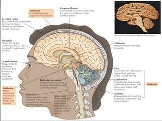 A Tour Through the Brain
 