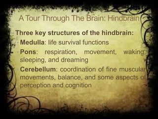 ATour Through The Brain: Hindbrain
• Three key structures of the hindbrain:
• Medulla: life survival functions
• Pons: respiration, movement, waking,
sleeping, and dreaming
• Cerebellum: coordination of fine muscular
movements, balance, and some aspects of
perception and cognition
 