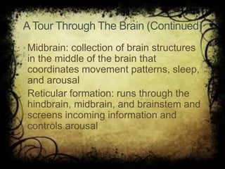 ATour Through The Brain (Continued)
• Midbrain: collection of brain structures
in the middle of the brain that
coordinates movement patterns, sleep,
and arousal
• Reticular formation: runs through the
hindbrain, midbrain, and brainstem and
screens incoming information and
controls arousal
 