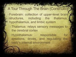 ATour Through The Brain (Continued)
• Forebrain: collection of upper-level brain
structures, including the thalamus,
hypothalamus, and limbic system
• Thalamus: relays sensory messages to
the cerebral cortex
• Hypothalamus: responsible for
emotions, drives, and regulating the
body’s internal environment
 