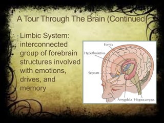 ATour Through The Brain (Continued)
• Limbic System:
interconnected
group of forebrain
structures involved
with emotions,
drives, and
memory
 