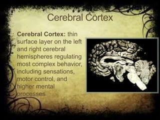 Cerebral Cortex
• Cerebral Cortex: thin
surface layer on the left
and right cerebral
hemispheres regulating
most complex behavior,
including sensations,
motor control, and
higher mental
processes
 
