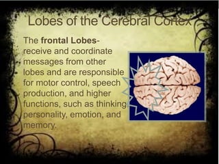 Lobes of the Cerebral Cortex
• The frontal Lobes-
receive and coordinate
messages from other
lobes and are responsible
for motor control, speech
production, and higher
functions, such as thinking,
personality, emotion, and
memory.
 