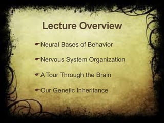 ©John Wiley & Sons, Inc. 2007
Huffman: Psychology in Action (8e)
Lecture Overview
Neural Bases of Behavior
Nervous System Organization
A Tour Through the Brain
Our Genetic Inheritance
 