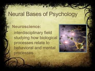 Neural Bases of Psychology
Neuroscience:
interdisciplinary field
studying how biological
processes relate to
behavioral and mental
processes
 