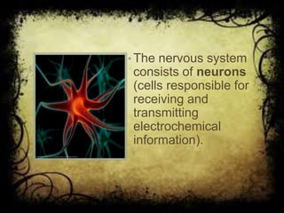 • The nervous system
consists of neurons
(cells responsible for
receiving and
transmitting
electrochemical
information).
 