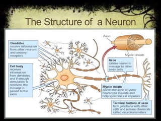 The Structure of a Neuron
 