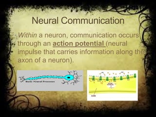 ©John Wiley & Sons, Inc. 2007
Huffman: Psychology in Action (8e)
Neural Communication
• Within a neuron, communication occurs
through an action potential (neural
impulse that carries information along the
axon of a neuron).
 