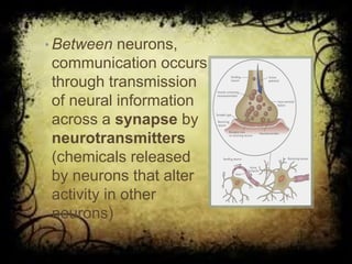 ©John Wiley & Sons, Inc. 2007
Huffman: Psychology in Action (8e)
• Between neurons,
communication occurs
through transmission
of neural information
across a synapse by
neurotransmitters
(chemicals released
by neurons that alter
activity in other
neurons)
 