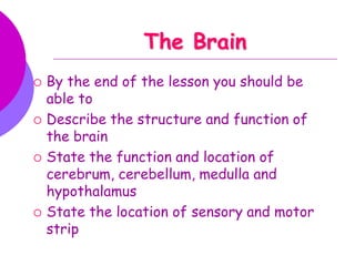 The Brain








By the end of the lesson you should be
able to
Describe the structure and function of
the brain
State the function and location of
cerebrum, cerebellum, medulla and
hypothalamus
State the location of sensory and motor
strip

 