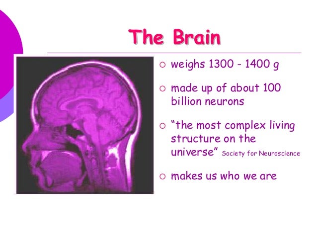 Brain