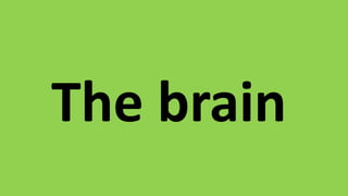 The brain 
 