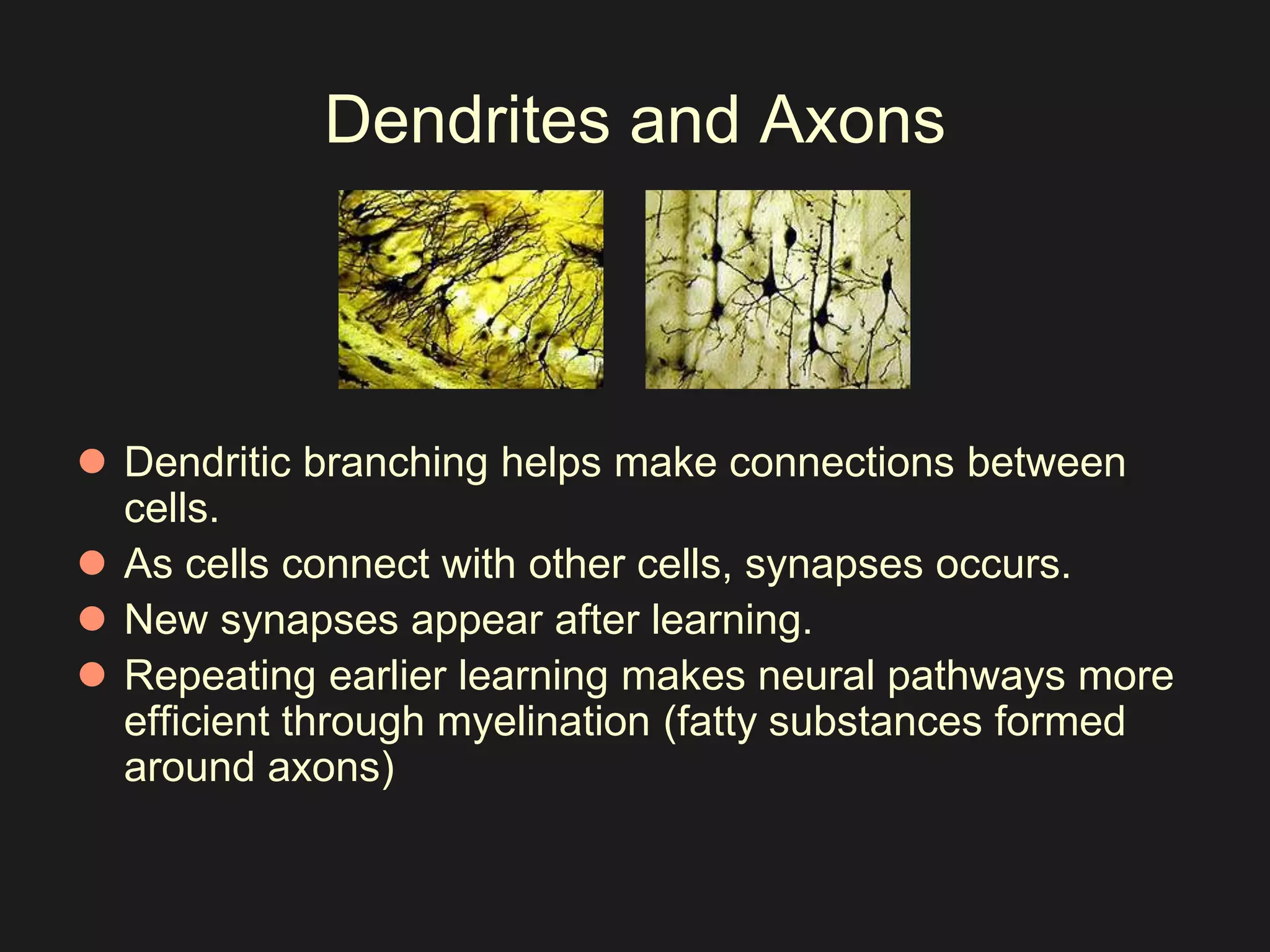Dendrites and Axons 
 Dendritic branching helps make connections between 
cells. 
 As cells connect with other cells, synapses occurs. 
 New synapses appear after learning. 
 Repeating earlier learning makes neural pathways more 
efficient through myelination (fatty substances formed 
around axons) 
 
