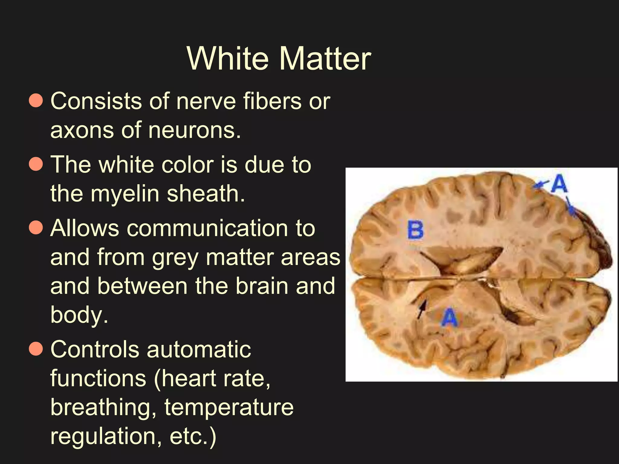 White Matter 
 Consists of nerve fibers or 
axons of neurons. 
 The white color is due to 
the myelin sheath. 
 Allows communication to 
and from grey matter areas 
and between the brain and 
body. 
 Controls automatic 
functions (heart rate, 
breathing, temperature 
regulation, etc.) 
 