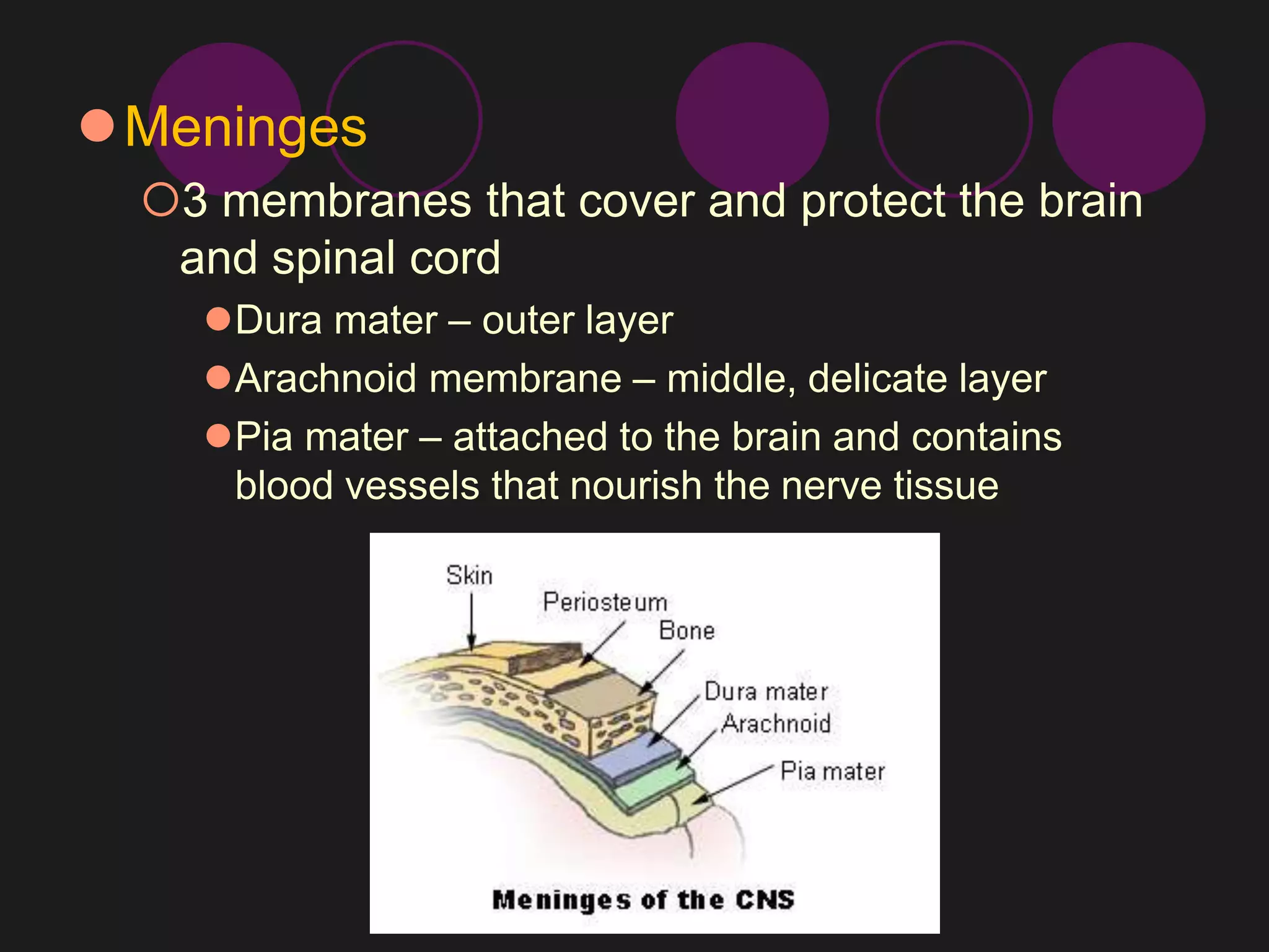 Meninges 
3 membranes that cover and protect the brain 
and spinal cord 
Dura mater – outer layer 
Arachnoid membrane – middle, delicate layer 
Pia mater – attached to the brain and contains 
blood vessels that nourish the nerve tissue 
 