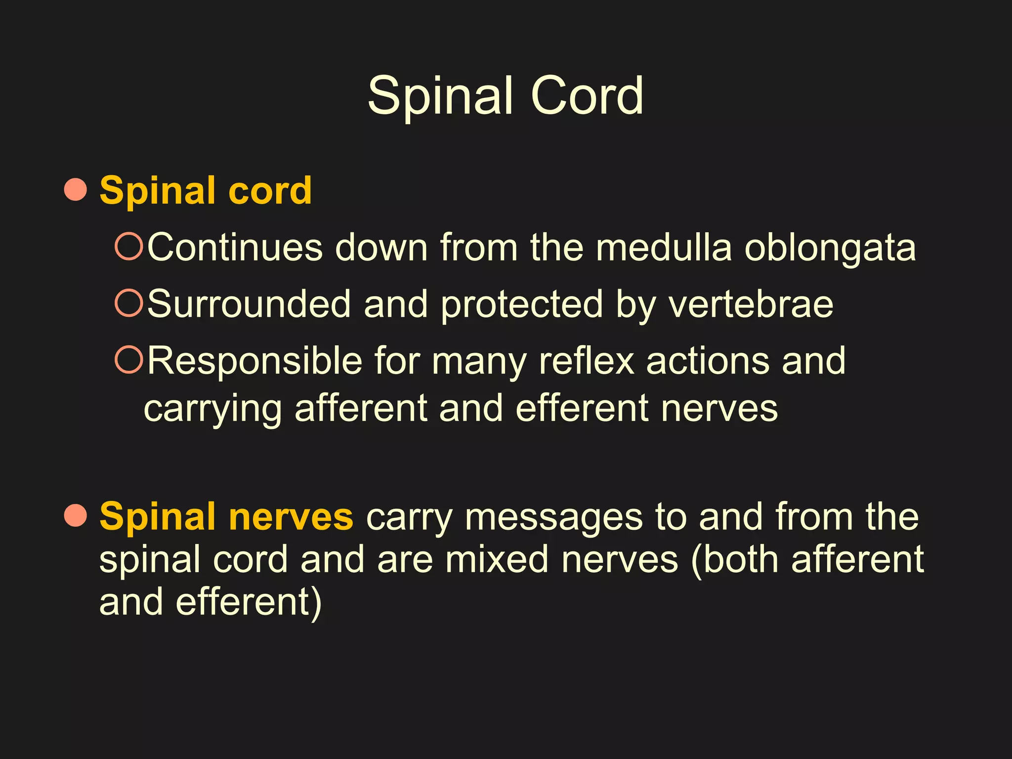 Spinal Cord 
 Spinal cord 
Continues down from the medulla oblongata 
Surrounded and protected by vertebrae 
Responsible for many reflex actions and 
carrying afferent and efferent nerves 
 Spinal nerves carry messages to and from the 
spinal cord and are mixed nerves (both afferent 
and efferent) 
 