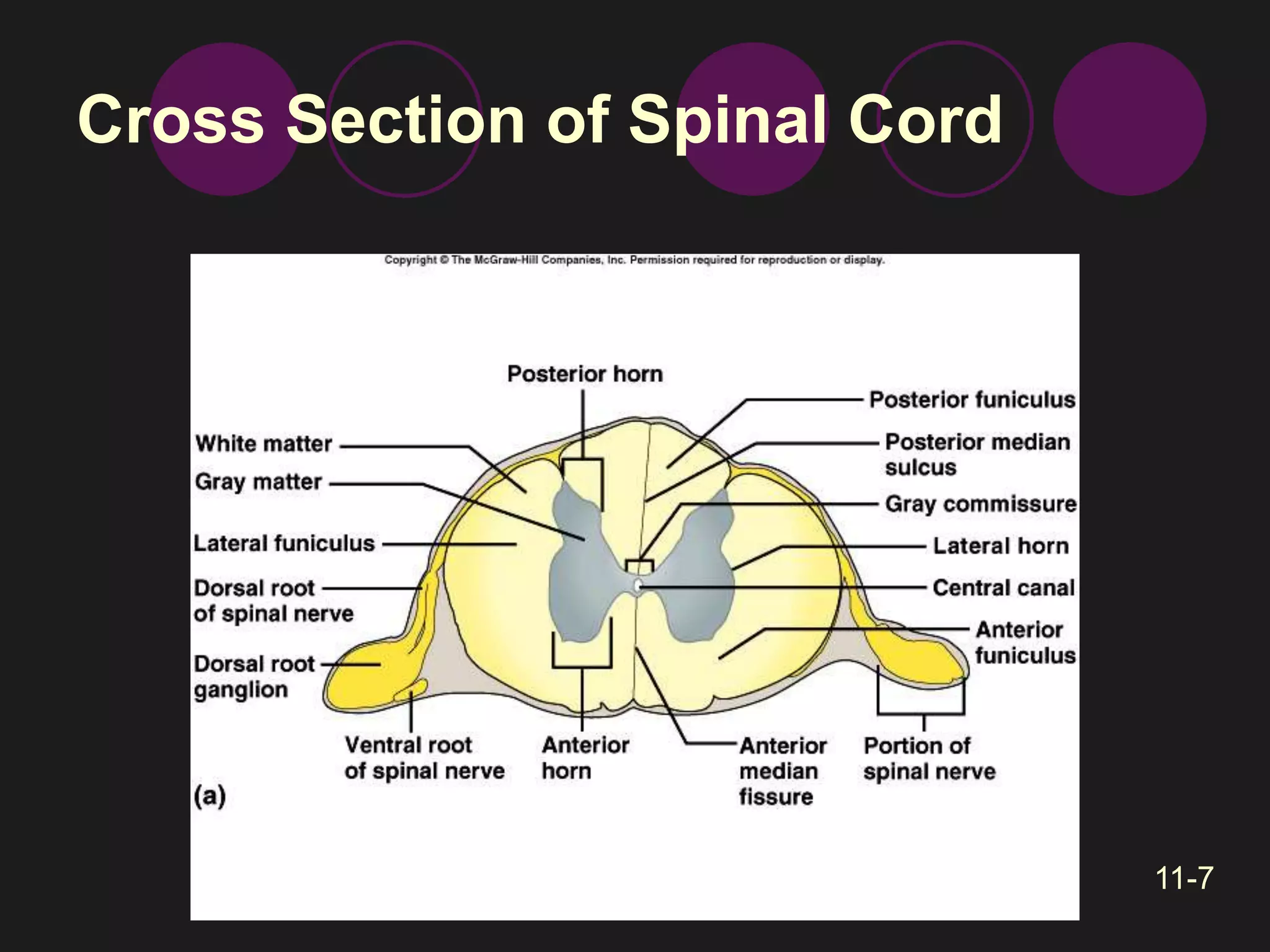 Cross Section of Spinal Cord 
11-7 
 