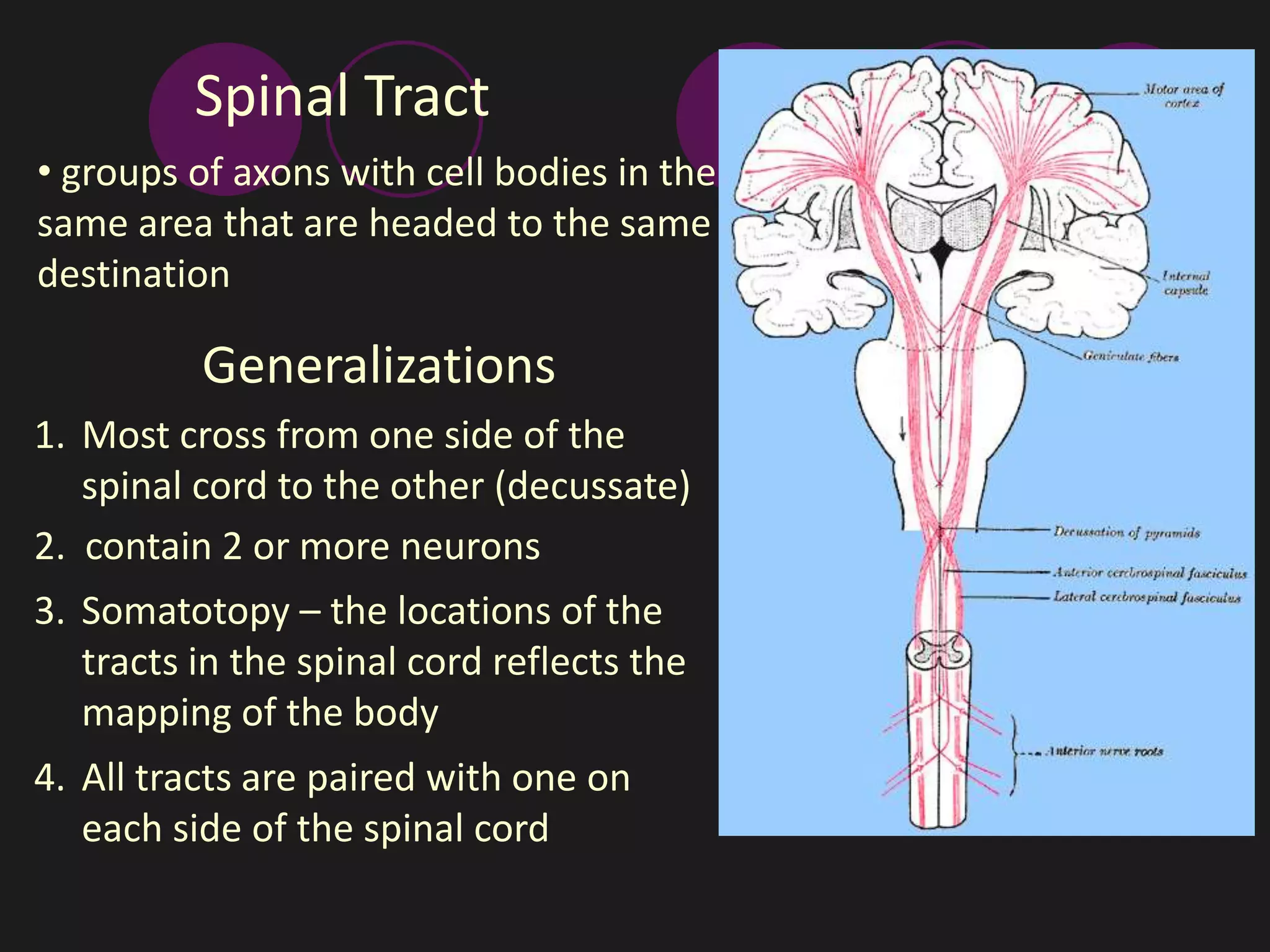 Spinal Tract 
• groups of axons with cell bodies in the 
same area that are headed to the same 
destination 
Generalizations 
1. Most cross from one side of the 
spinal cord to the other (decussate) 
2. contain 2 or more neurons 
3. Somatotopy – the locations of the 
tracts in the spinal cord reflects the 
mapping of the body 
4. All tracts are paired with one on 
each side of the spinal cord 
 