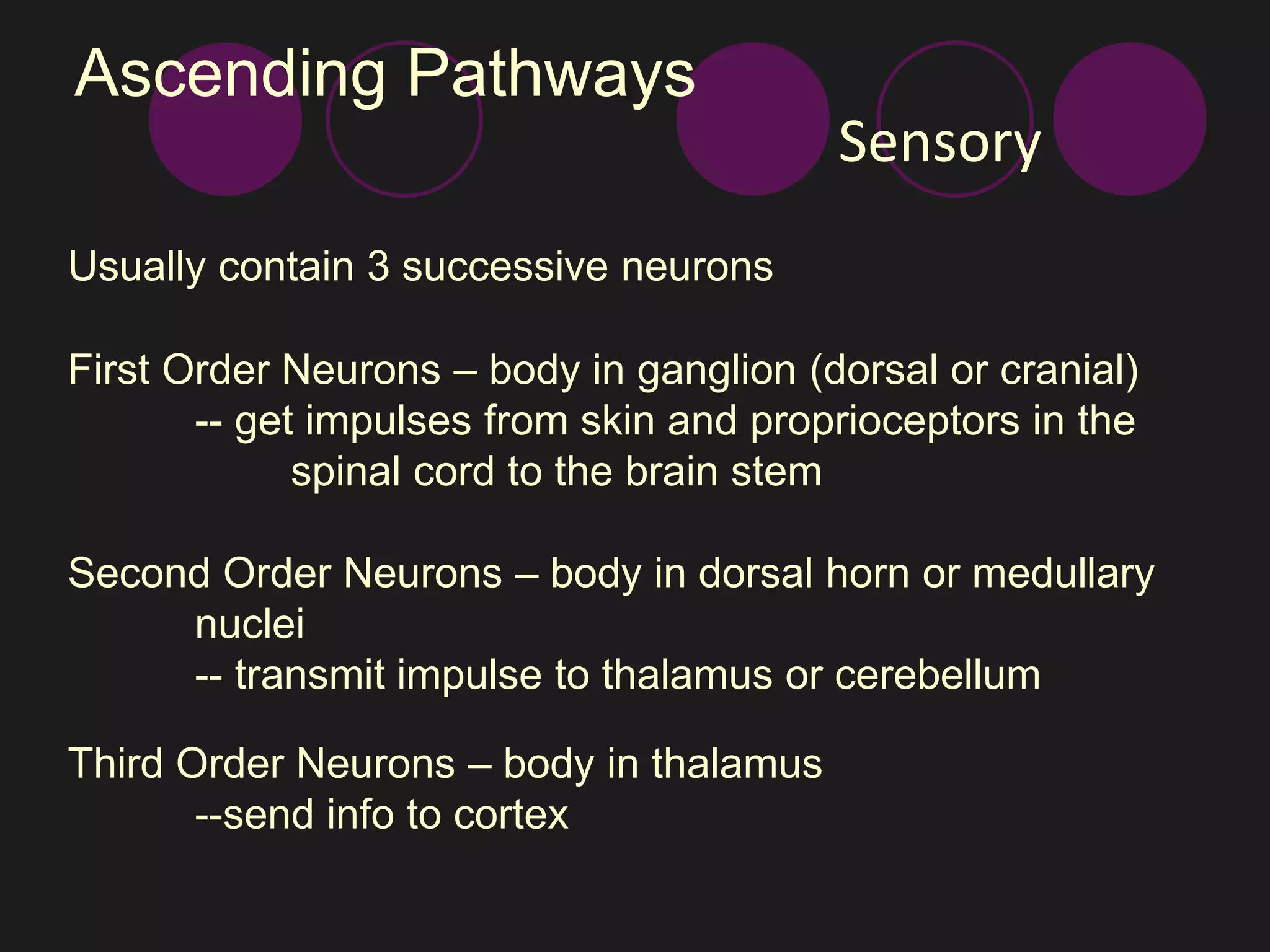Ascending Pathways 
Usually contain 3 successive neurons 
First Order Neurons – body in ganglion (dorsal or cranial) 
-- get impulses from skin and proprioceptors in the 
spinal cord to the brain stem 
Second Order Neurons – body in dorsal horn or medullary 
nuclei 
-- transmit impulse to thalamus or cerebellum 
Third Order Neurons – body in thalamus 
--send info to cortex 
Sensory 
 