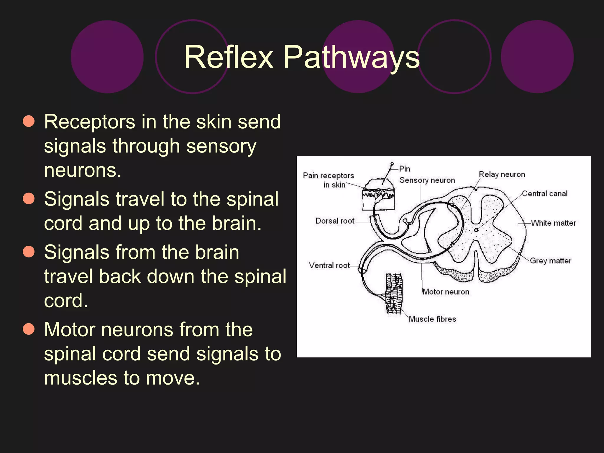 Reflex Pathways 
 Receptors in the skin send 
signals through sensory 
neurons. 
 Signals travel to the spinal 
cord and up to the brain. 
 Signals from the brain 
travel back down the spinal 
cord. 
 Motor neurons from the 
spinal cord send signals to 
muscles to move. 
