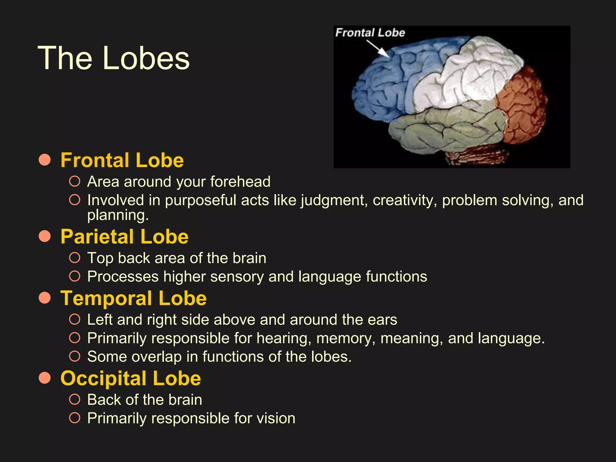 The Lobes 
 Frontal Lobe 
 Area around your forehead 
 Involved in purposeful acts like judgment, creativity, problem solving, and 
planning. 
 Parietal Lobe 
 Top back area of the brain 
 Processes higher sensory and language functions 
 Temporal Lobe 
 Left and right side above and around the ears 
 Primarily responsible for hearing, memory, meaning, and language. 
 Some overlap in functions of the lobes. 
 Occipital Lobe 
 Back of the brain 
 Primarily responsible for vision 
 