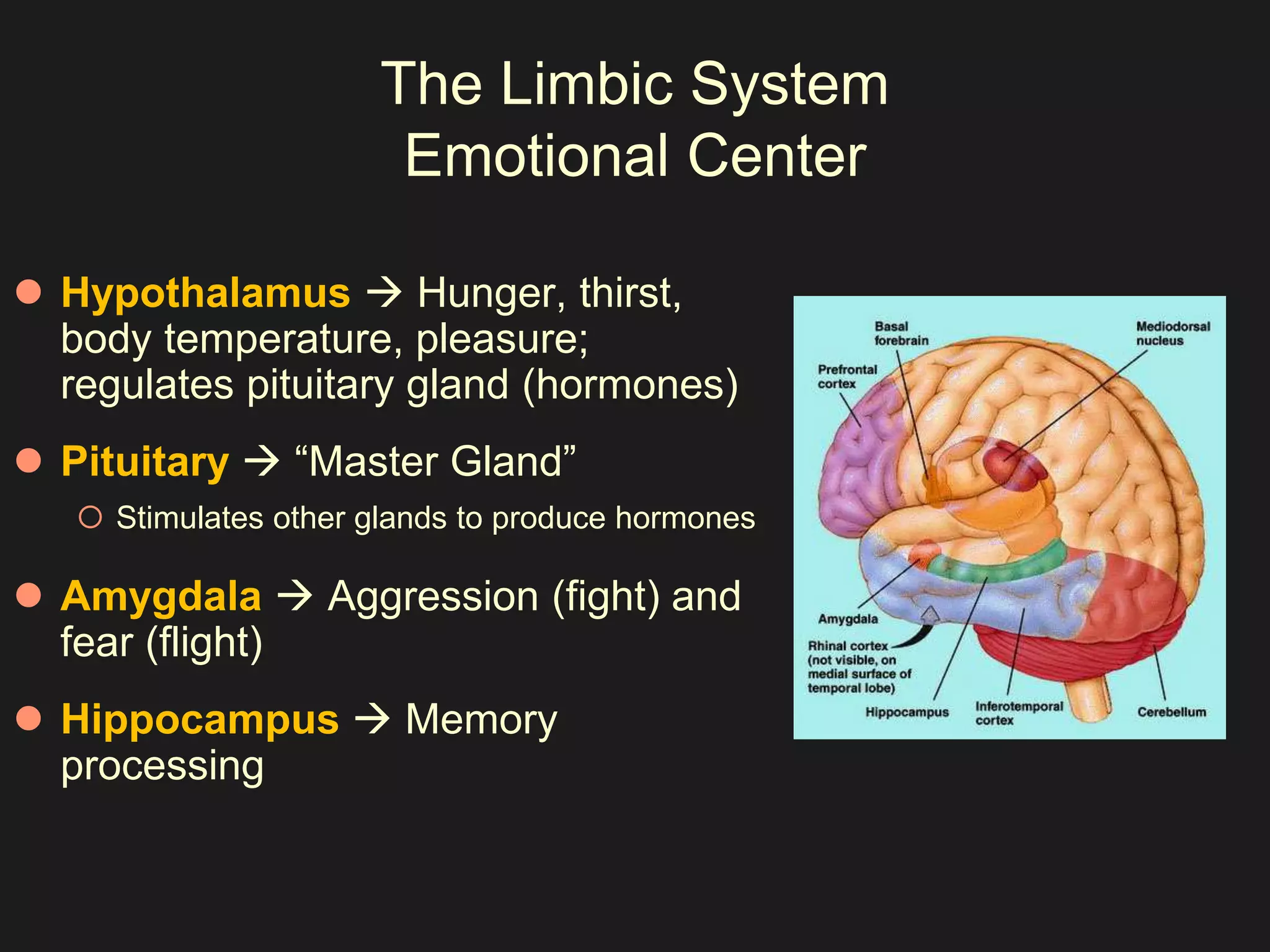 The Limbic System 
Emotional Center 
 Hypothalamus  Hunger, thirst, 
body temperature, pleasure; 
regulates pituitary gland (hormones) 
 Pituitary  “Master Gland” 
 Stimulates other glands to produce hormones 
 Amygdala  Aggression (fight) and 
fear (flight) 
 Hippocampus  Memory 
processing 
 