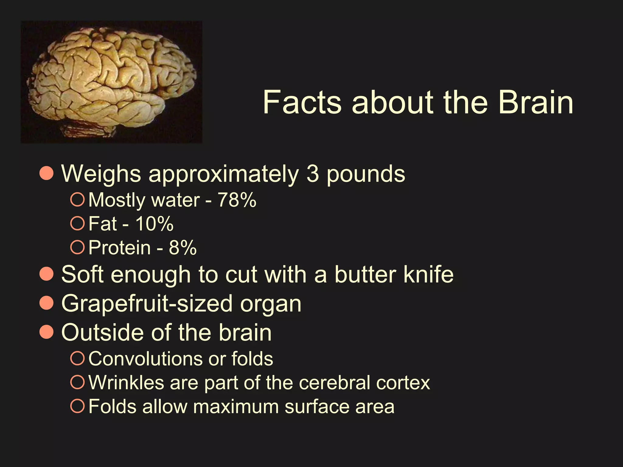 Facts about the Brain 
 Weighs approximately 3 pounds 
Mostly water - 78% 
Fat - 10% 
Protein - 8% 
 Soft enough to cut with a butter knife 
 Grapefruit-sized organ 
 Outside of the brain 
Convolutions or folds 
Wrinkles are part of the cerebral cortex 
Folds allow maximum surface area 
 