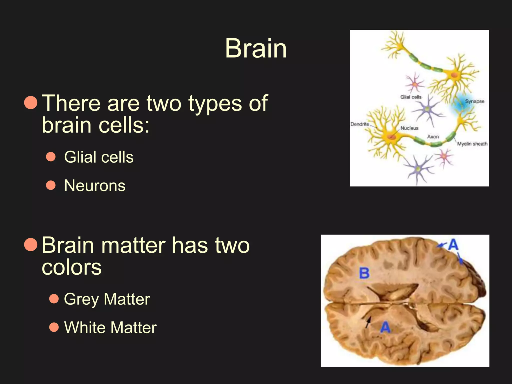 Brain 
There are two types of 
brain cells: 
 Glial cells 
 Neurons 
Brain matter has two 
colors 
 Grey Matter 
 White Matter 
 
