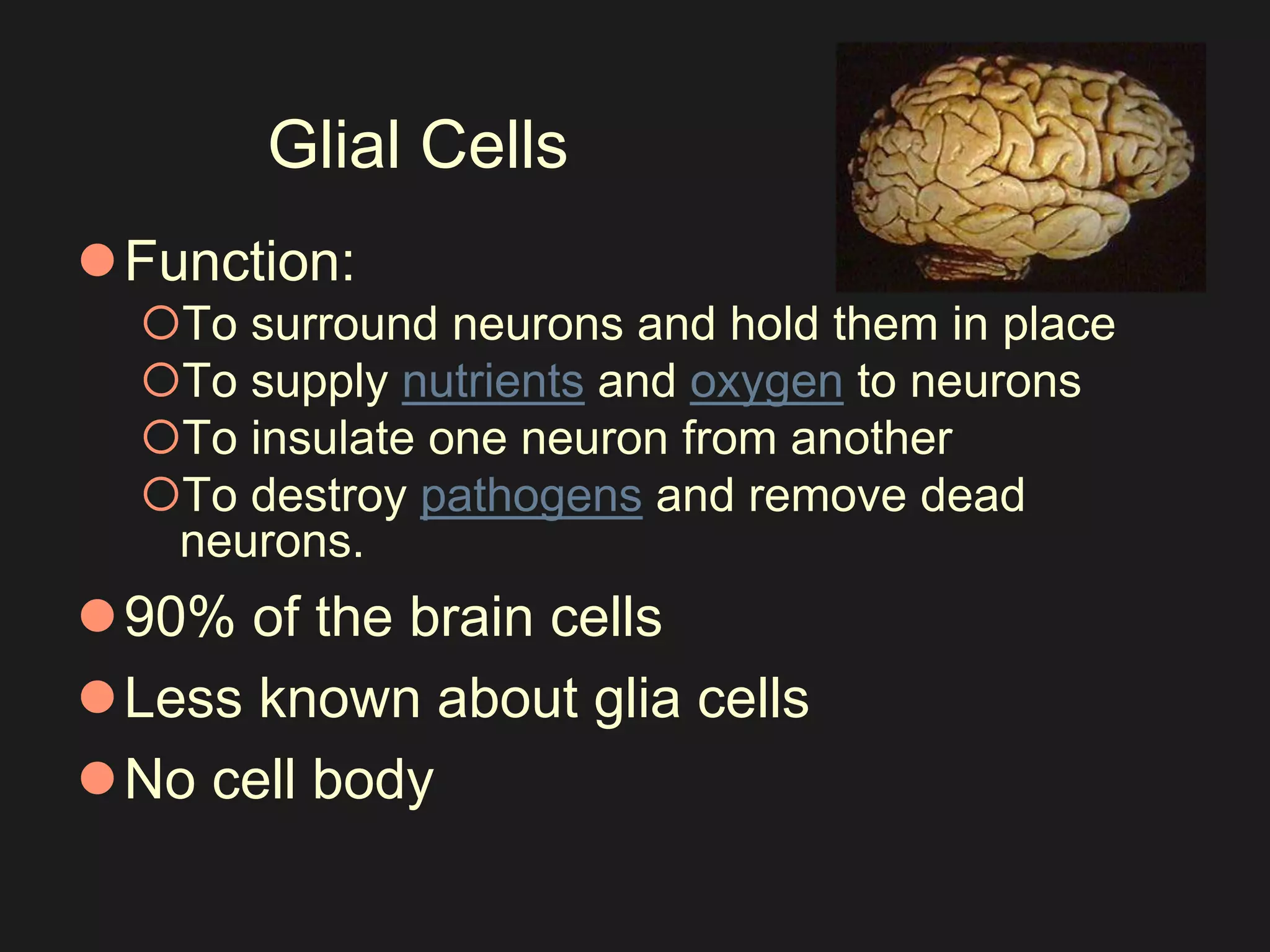 Glial Cells 
Function: 
To surround neurons and hold them in place 
To supply nutrients and oxygen to neurons 
To insulate one neuron from another 
To destroy pathogens and remove dead 
neurons. 
90% of the brain cells 
Less known about glia cells 
No cell body 
 
