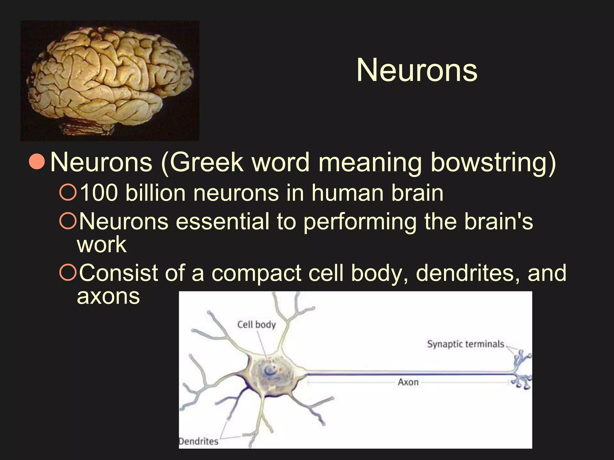 Neurons 
Neurons (Greek word meaning bowstring) 
100 billion neurons in human brain 
Neurons essential to performing the brain's 
work 
Consist of a compact cell body, dendrites, and 
axons 
 