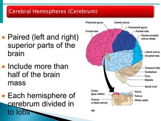 Cerebral Hemispheres (Cerebrum)
 Paired (left and right)
superior parts of the
brain
 Include more than
half of the brain
mass
 Each hemisphere of
cerebrum divided in
to lobs
 