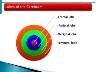 Lobes of the Cerebrum:-
Frontal lobe
Parietal lobe
Occipital lobe
Temporal lobe
 