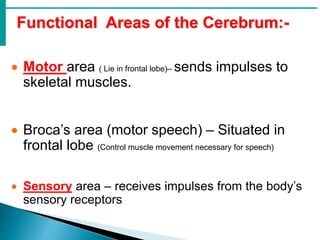Functional Areas of the Cerebrum:-
 Motor area ( Lie in frontal lobe)– sends impulses to
skeletal muscles.
 Broca’s area (motor speech) – Situated in
frontal lobe (Control muscle movement necessary for speech)
 Sensory area – receives impulses from the body’s
sensory receptors
 