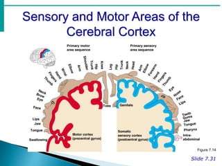 Sensory and Motor Areas of the
Cerebral Cortex
Slide 7.31
Figure 7.14
 